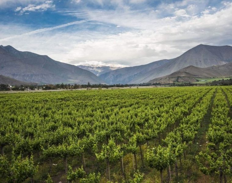 Degustação Viña Tibali Del Maipo no Dom Francisco é Cancelada